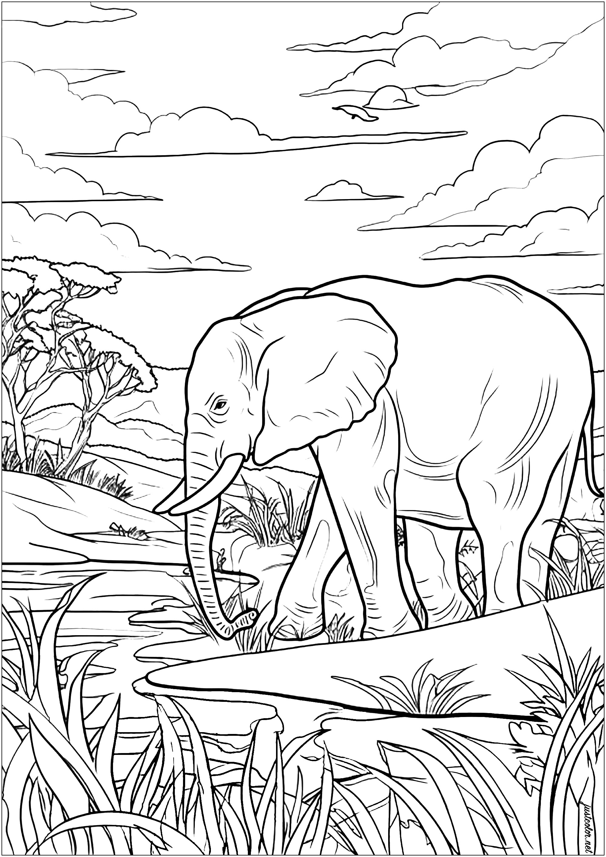 Coloreado de un viejo elefante moviéndose tranquilamente por la sabana africana. Una página para colorear llena de detalles, muy relajante. Este sabio paquidermo avanza a zancadas majestuosas, contemplando los árboles y las hierbas que le rodean.