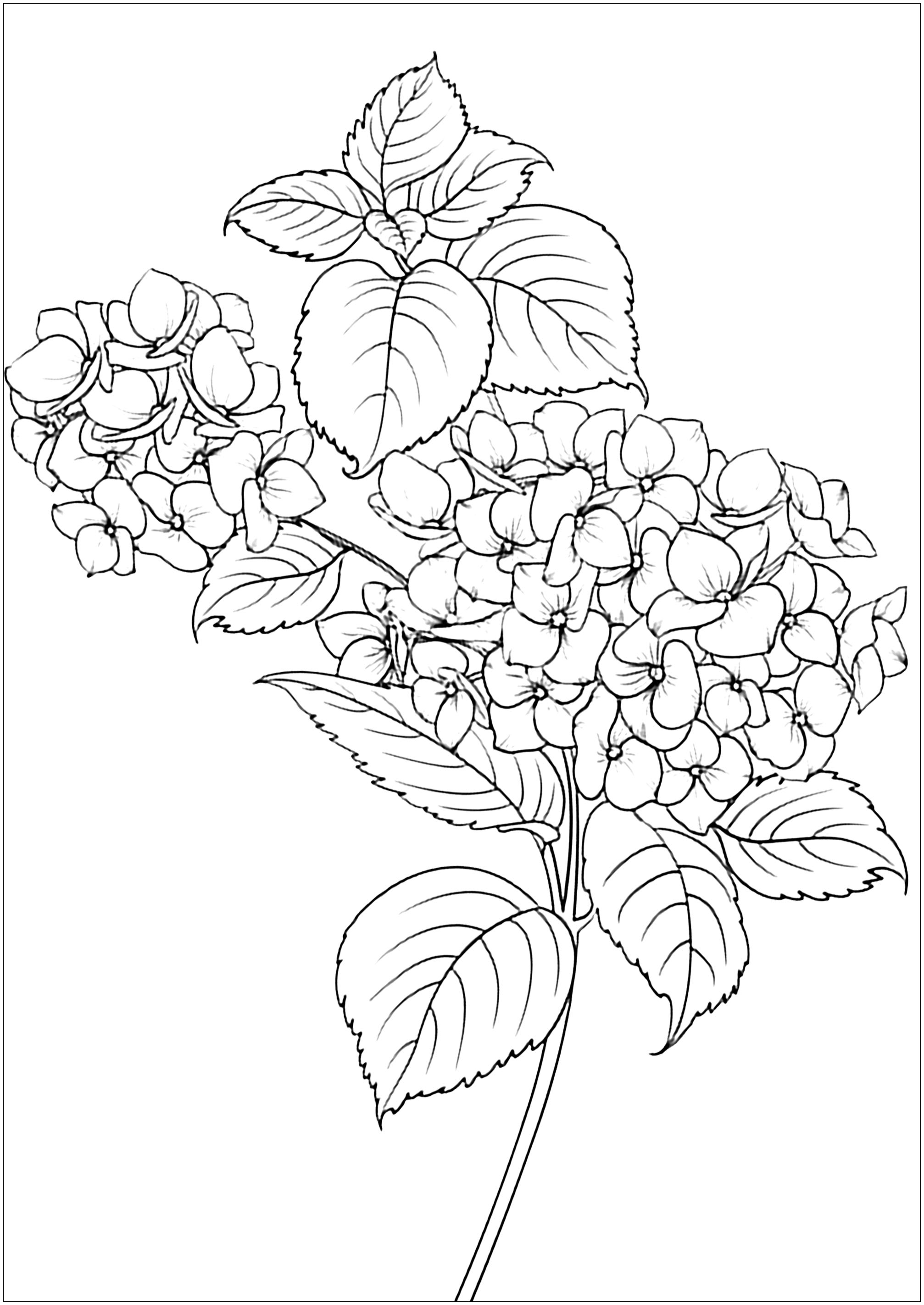 Sencilla página para colorear con elegantes flores y hojas