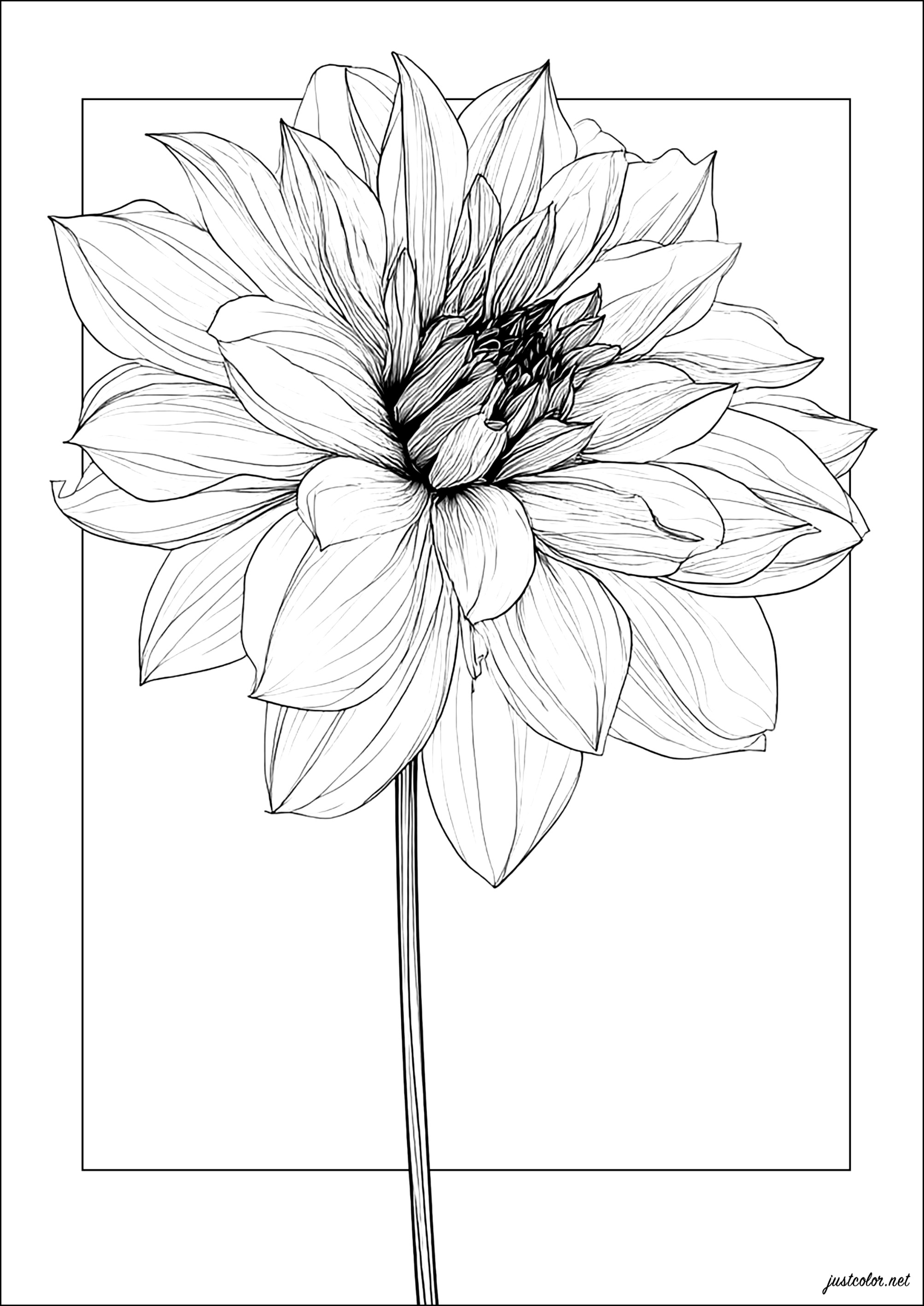 Dalia detallada (Página de Flores y vegetación para imprimir para adultos)