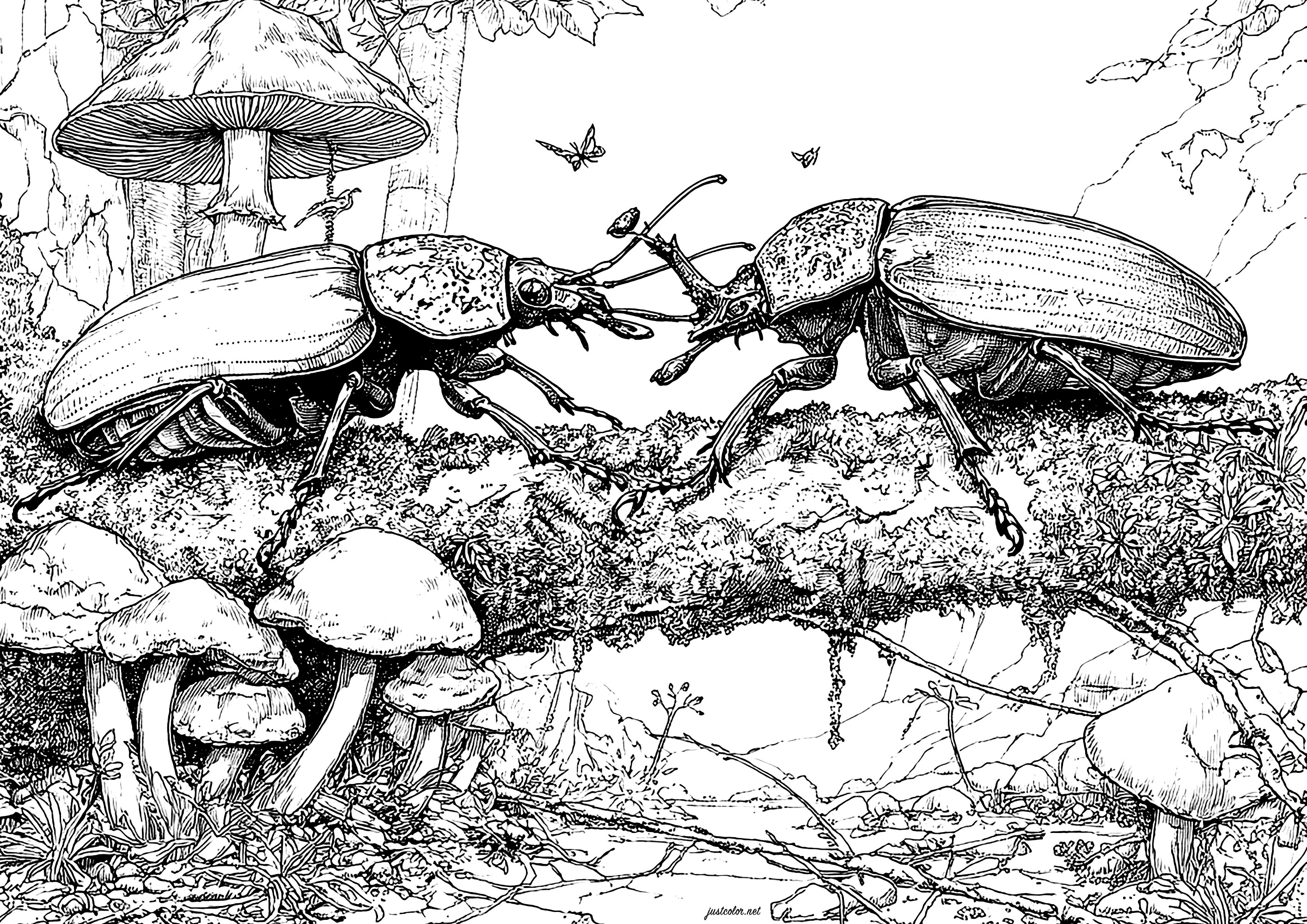 Batalla de los escarabajos (Página de Mariposas e insectos para imprimir para adultos)