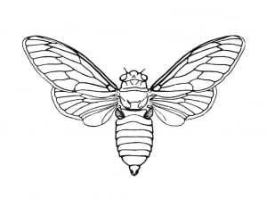 insectos-68191 (Página para imprimir)