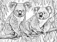 Páginas de Koala para imprimir para adultos