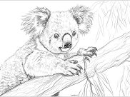 Dibujos de  Osos Koala para colorear