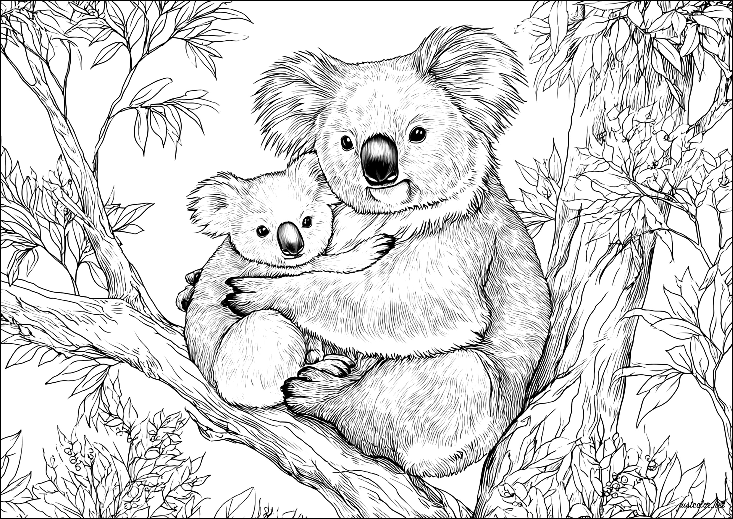 Abrazo suave (Página de Koala para imprimir para adultos)