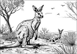 Página de Otros Animales para imprimir para adultos : Dos canguros en el desierto australiano