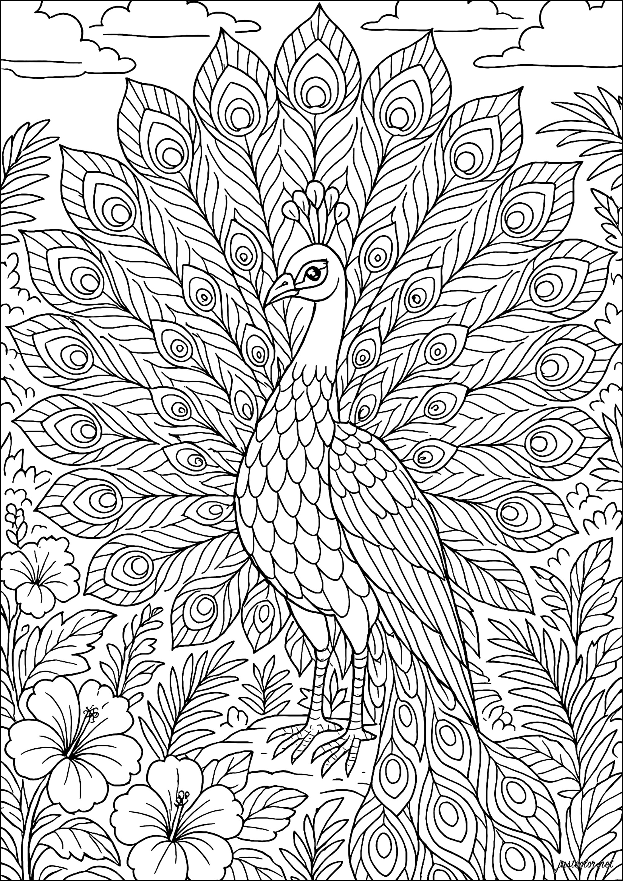 Un majestuoso pavo real desplegando sus alas (Página de Pavos Reales para imprimir para adultos)