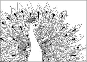 Página de Pavos Reales para imprimir para adultos : Precioso pavo real con las alas desplegadas