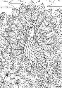 Un majestuoso pavo real desplegando sus alas (Página de Pavos Reales para imprimir)