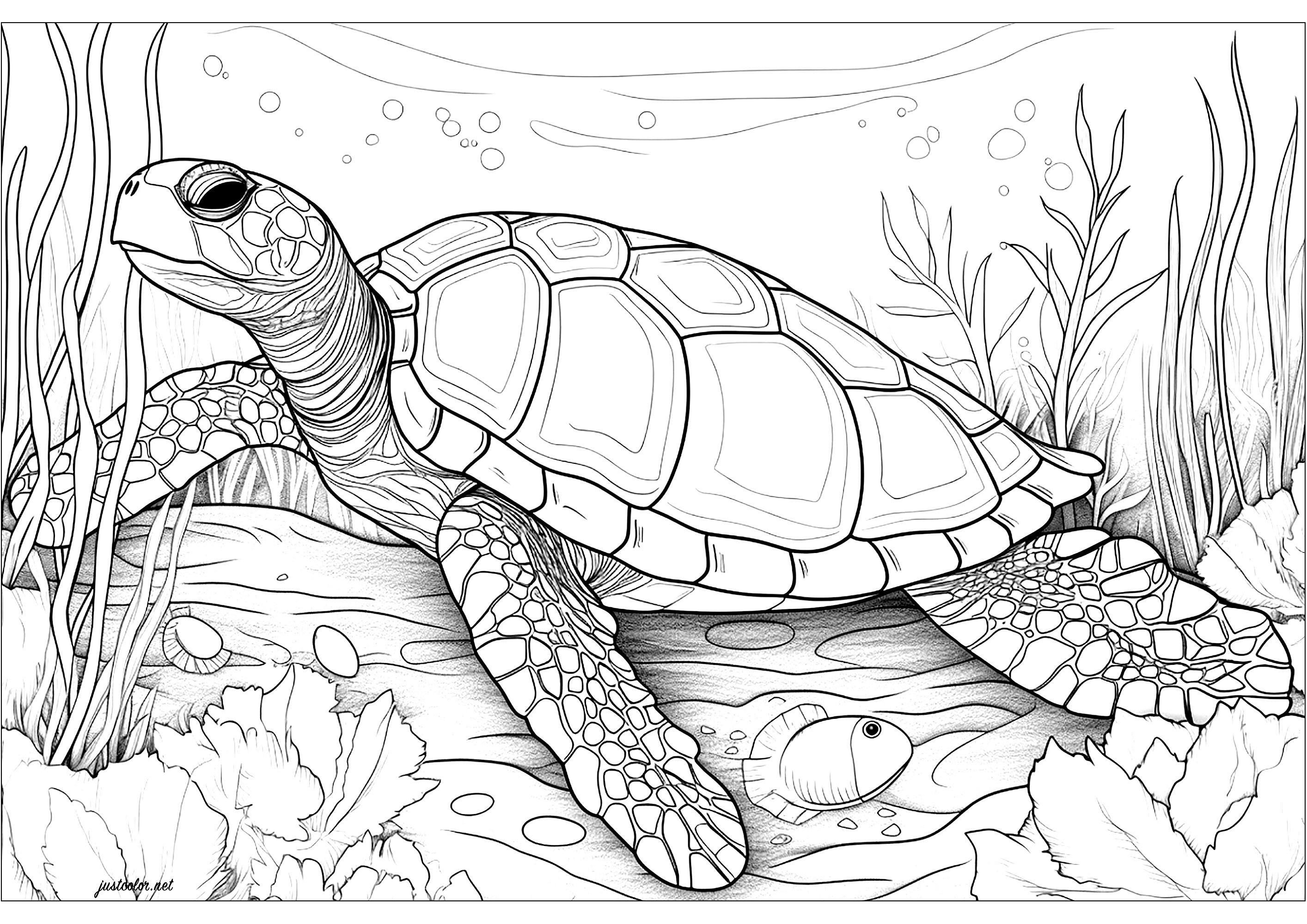 Tortuga marina grande. Una tortuga marina muy realista, de ti depende colorear los detalles de su caparazón y sus escamas. El fondo está lleno de burbujas y vegetación acuática, dando a esta página para colorear un ambiente tranquilo y sereno.