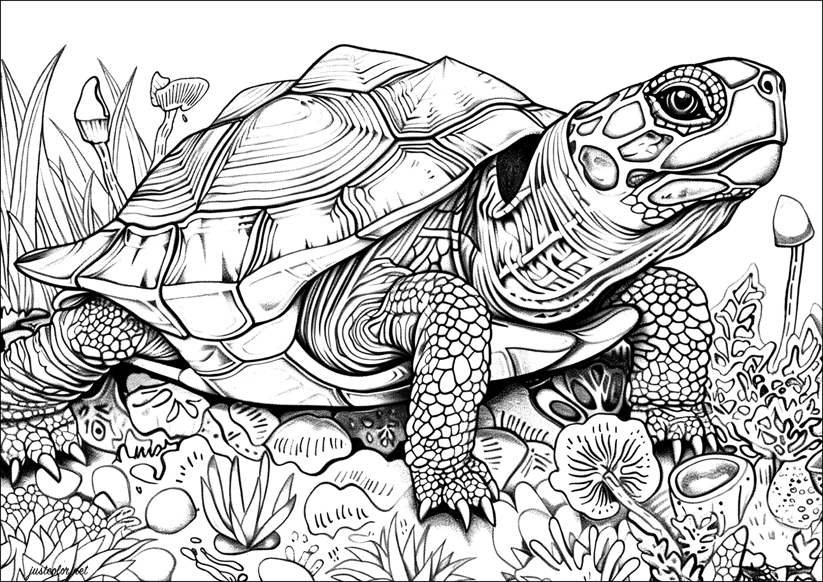 Página para colorear de tortugas realistas con muchos detalles para colorear. Las escamas del caparazón de esta tortuga están meticulosamente representadas, dando la impresión de poder tocarlas con la punta de los dedos.Coge tus lápices de colores o rotuladores y déjate llevar por la belleza de esta majestuosa tortuga.