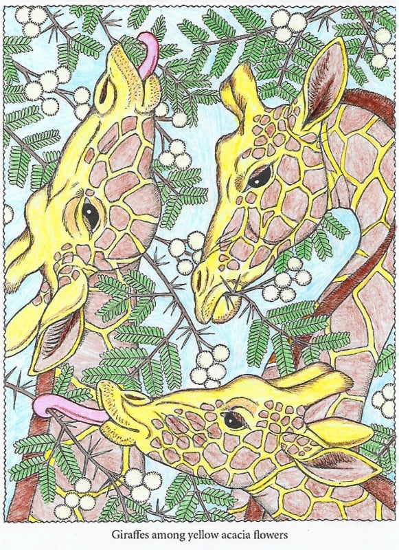 Creation porMaryM, dibujo para colorear de la galería Animales