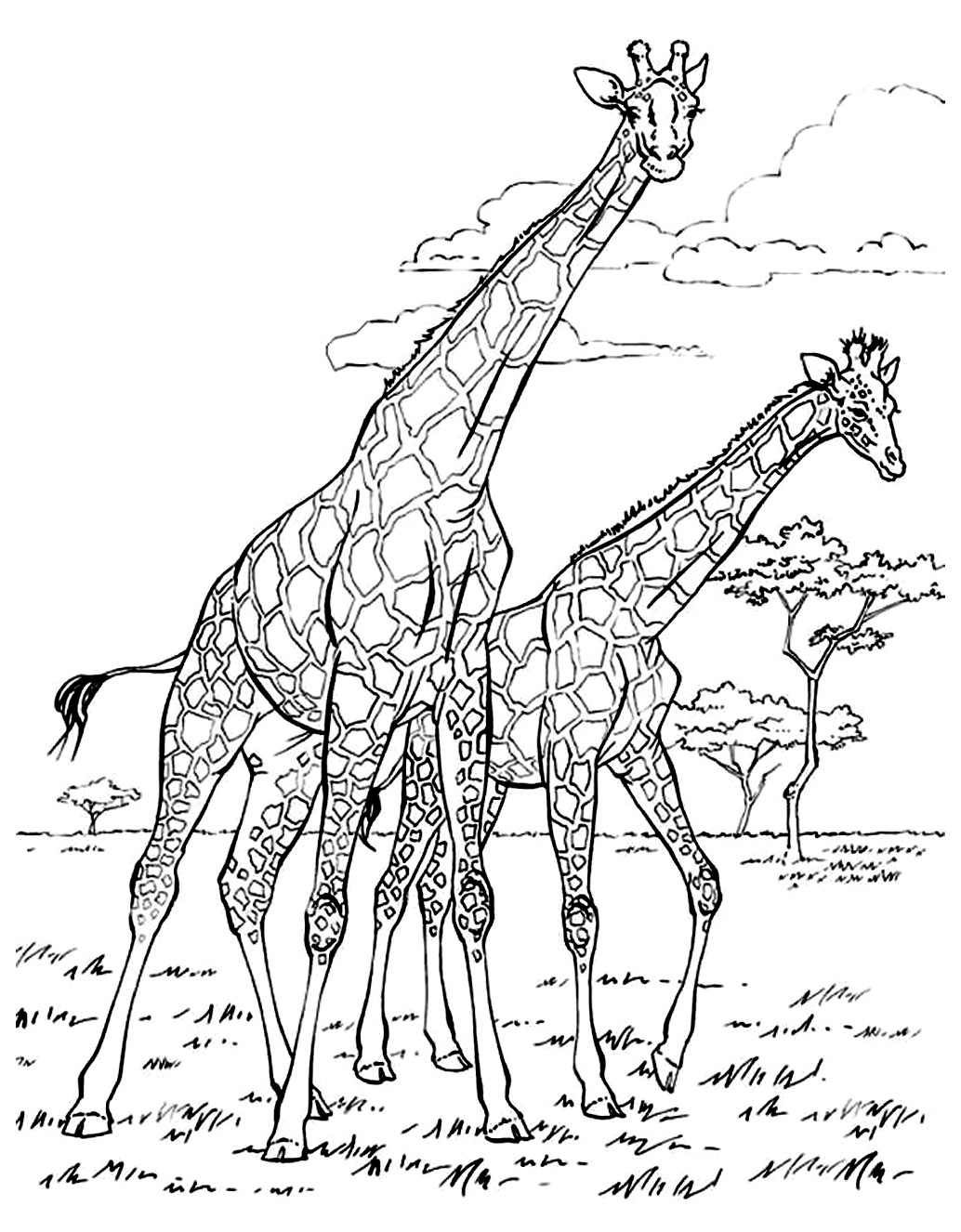 Deux jolies (et forcément grandes) girafes à colorier
