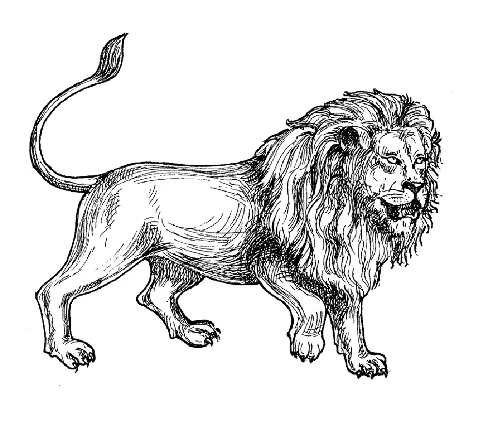 Afrique lion gravure (Coloriage à imprimer pour adultes)