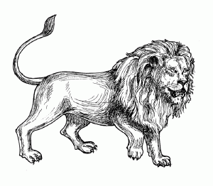 Coloriage afrique lion gravure