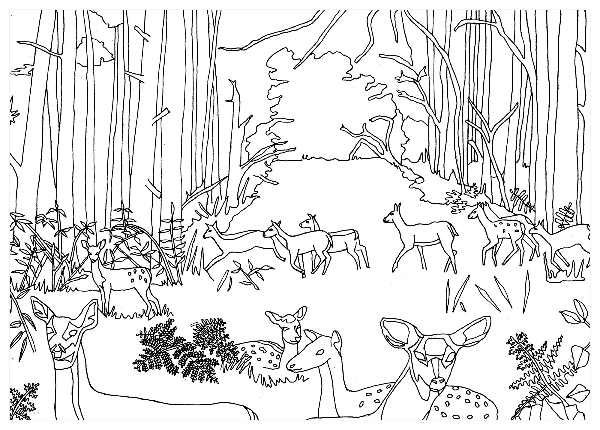 coloriage adulte biches et faons en foret par