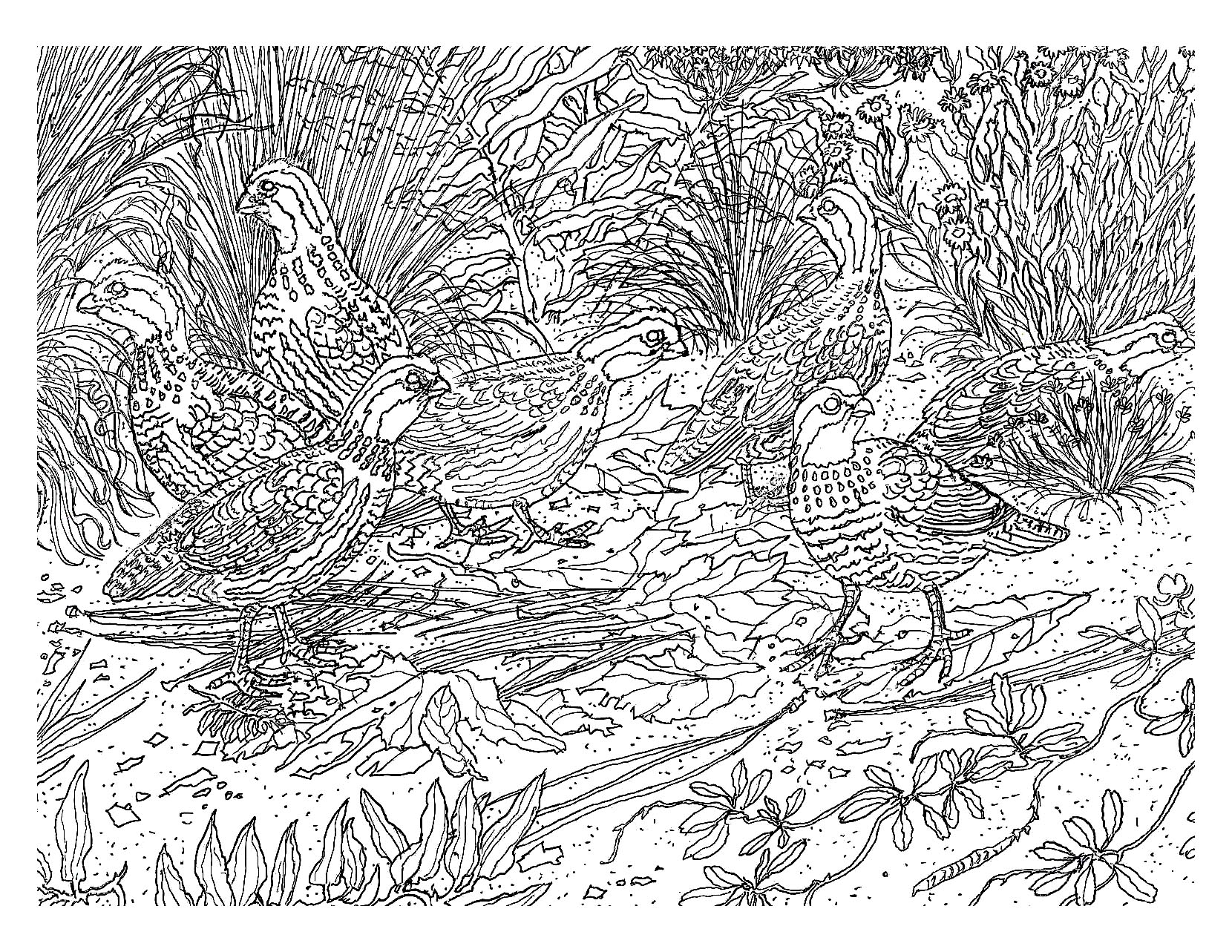 coloriage difficile oiseau 2 free to print