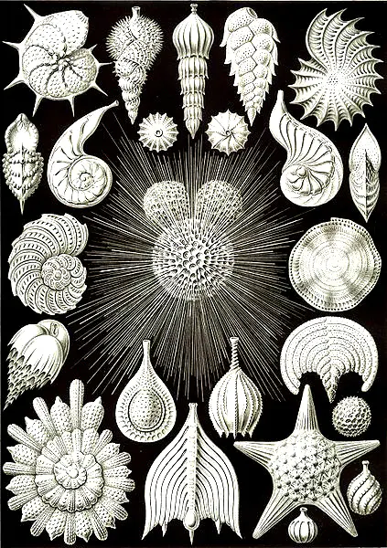 Coquillages ernst haeckel (Coloriage d'Art Nouveau à imprimer pour adultes)