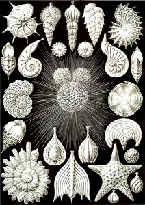 Représentation de Coquillages par Ernst Haeckl. Oeuvre considérée comme inspiratrice de l'Art nouveau (Coloriage)