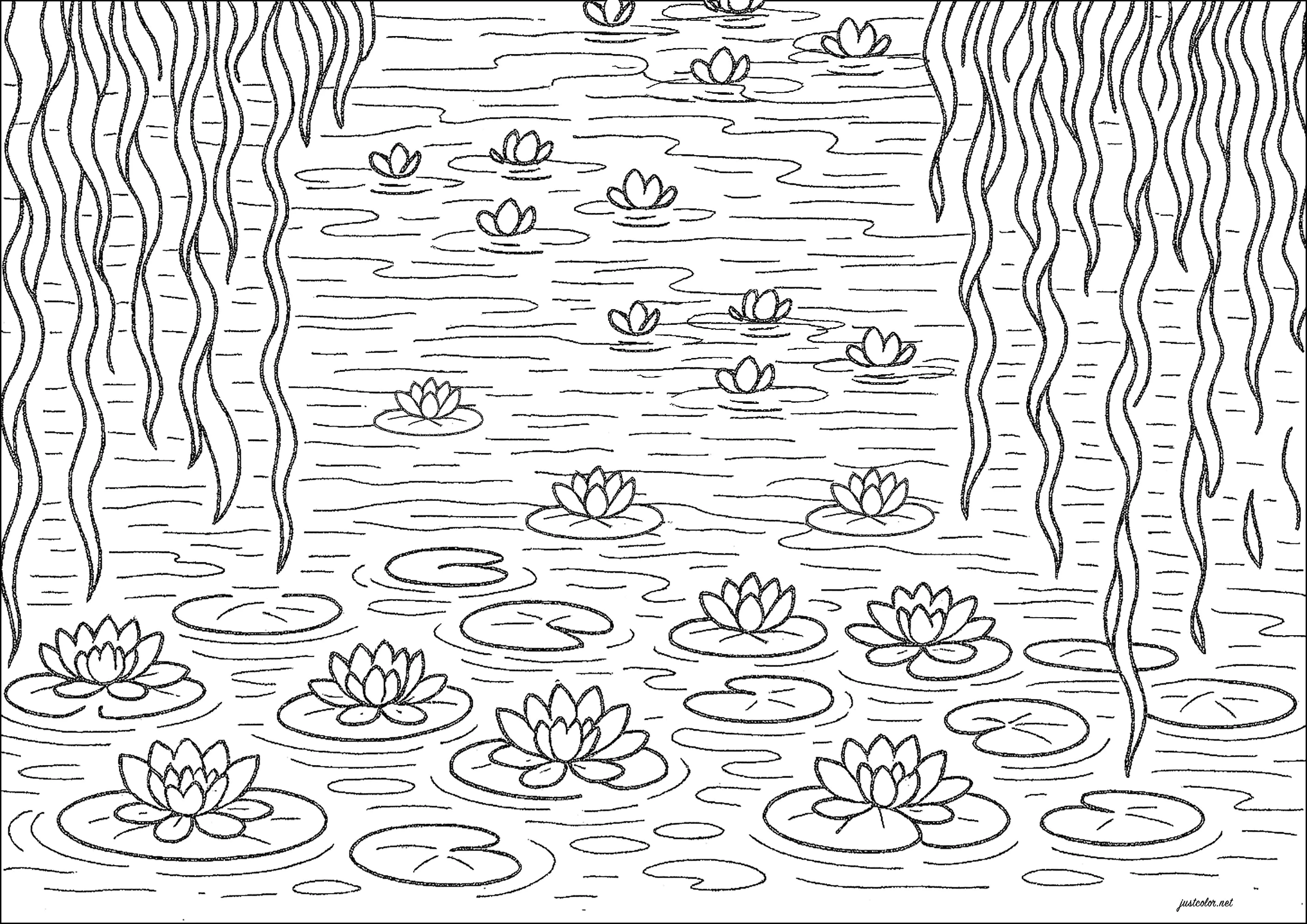 Coloriage inspiré par les différents tableaux représentant des nénuphars (nympheas), par Claude Monet (Chefs d’œuvres)
