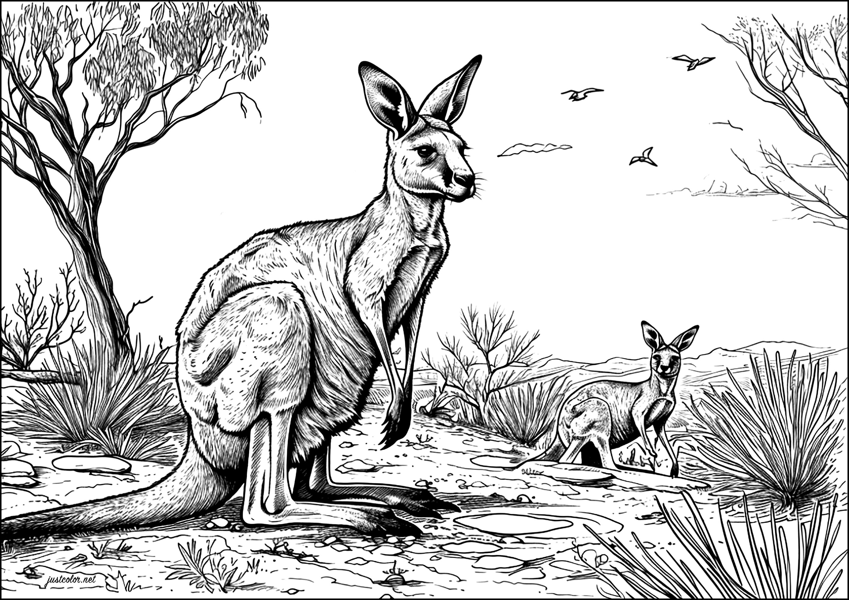 Deux kangourous dans le désert australien. Une scène très réaliste, avec nombreux détails à colorier