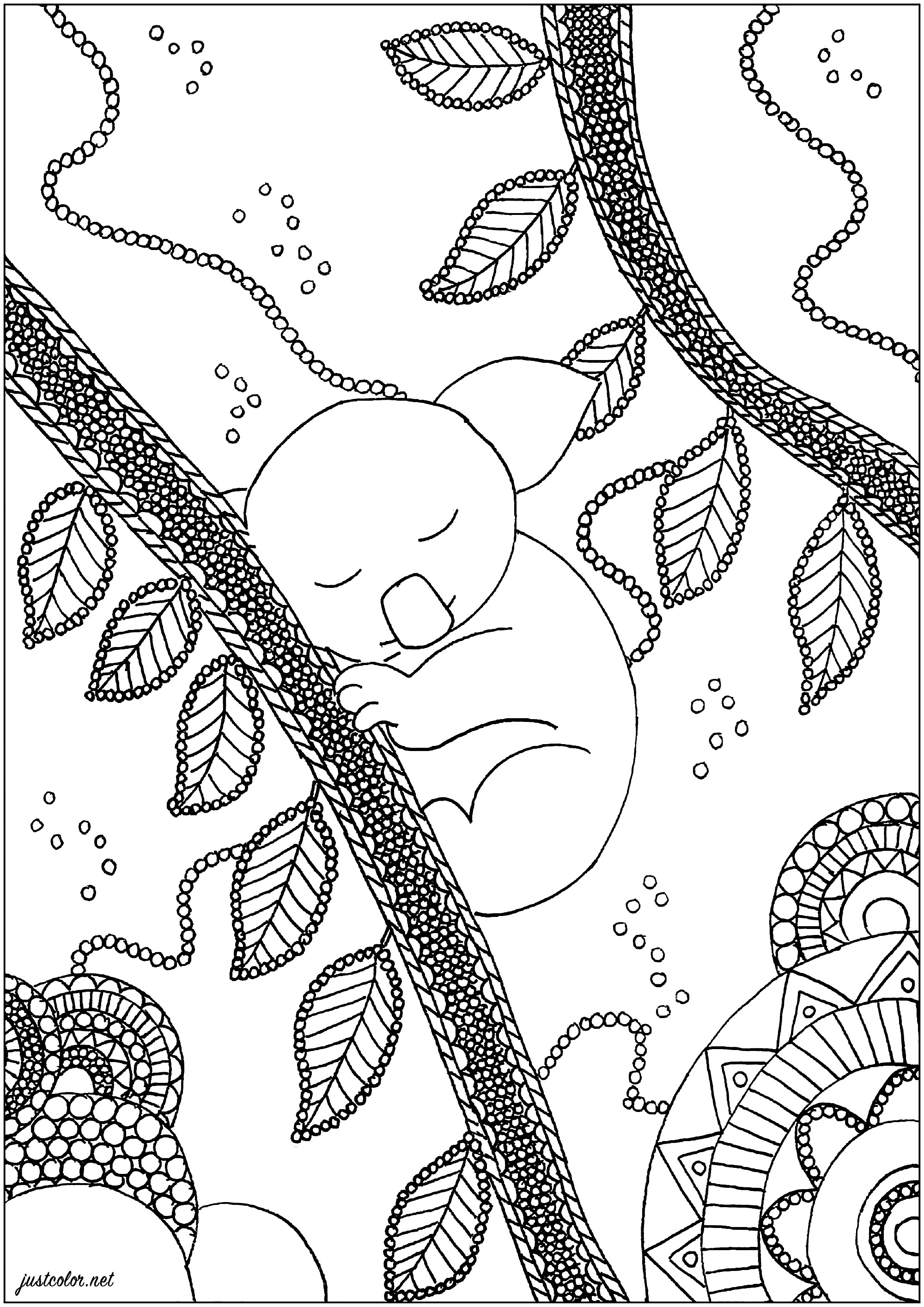Joli Koala endormi sur une branche d'arbre. Un coloriage simple et apaisant, Artiste : Marie-Claude Fontaine