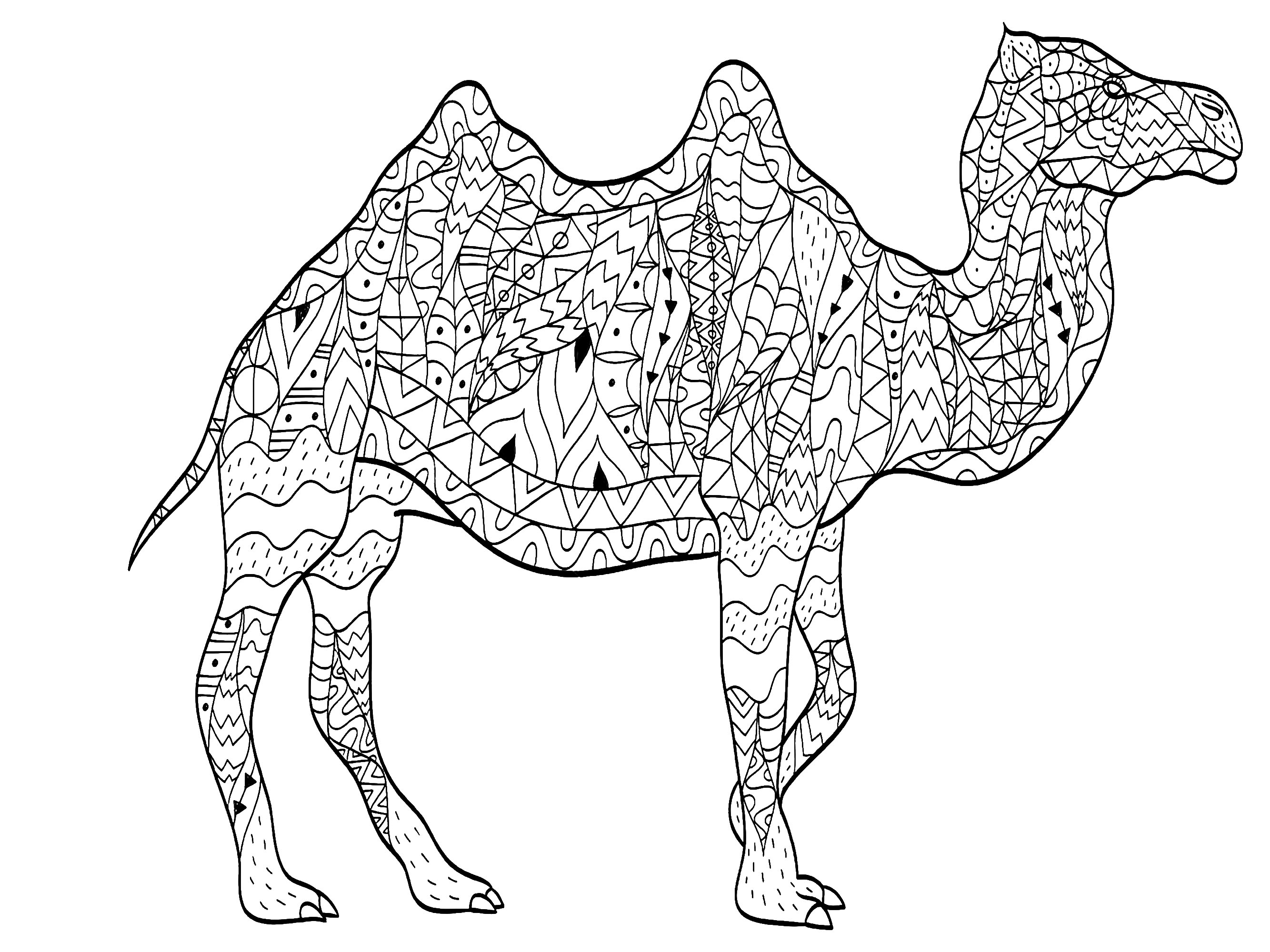 Un chameau majestueux dessiné avec des motifs variés et simples, Artiste : Viktoriia Panchenko   Source : 123rf
