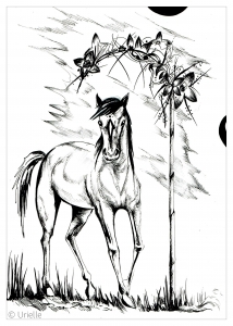 Coloriage adulte cheval