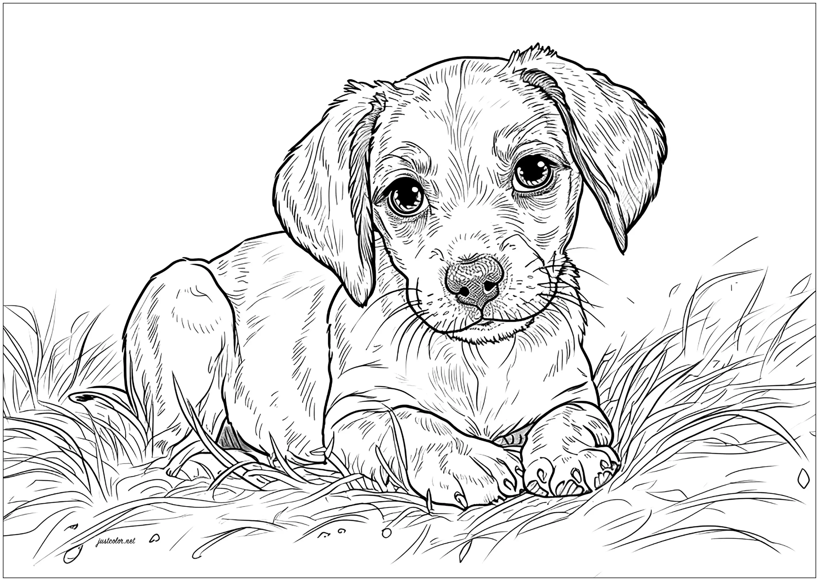 Jeune chiot au regard triste (Coloriage de Chiens à imprimer pour adultes)