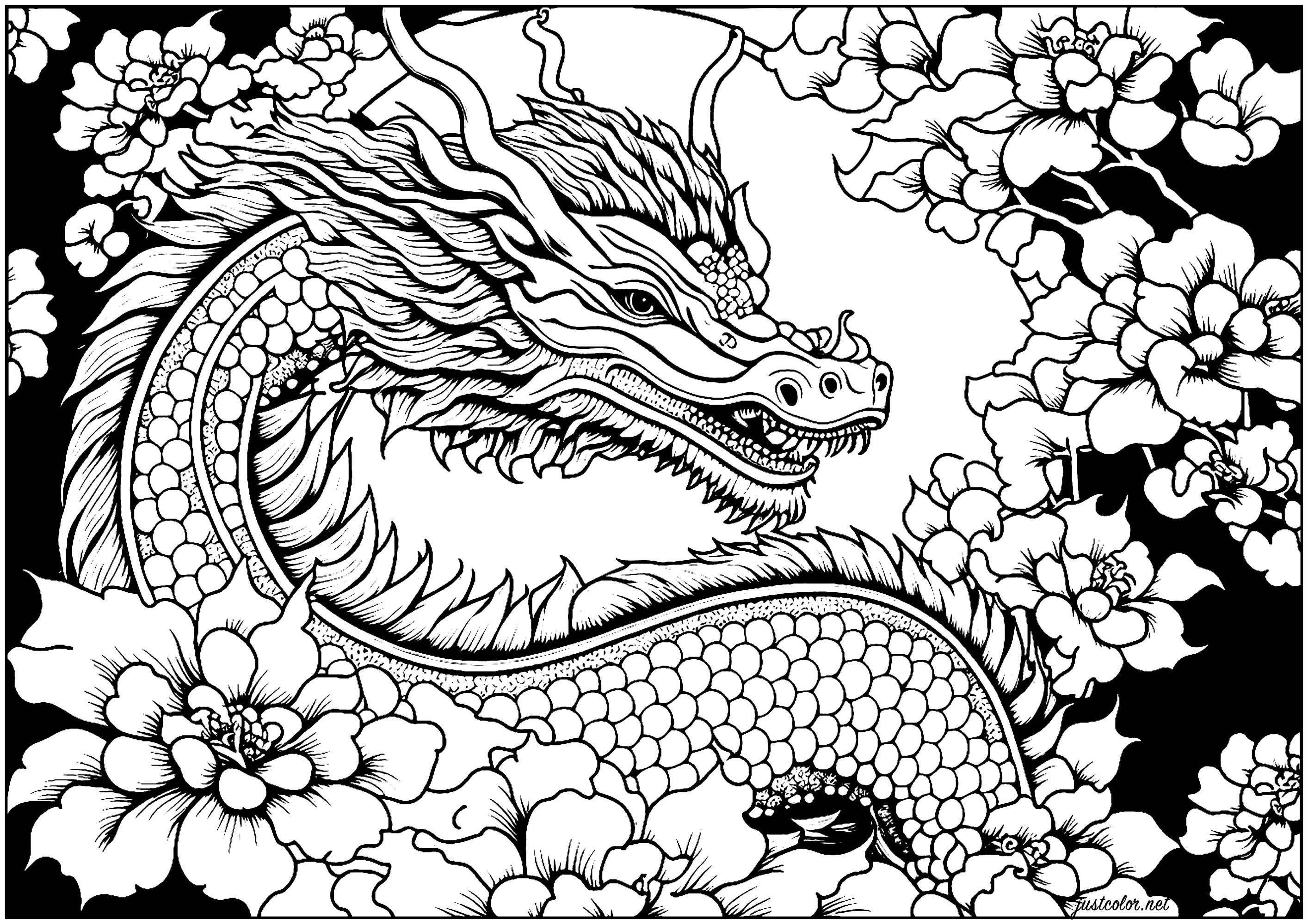 Magnifique coloriage avec un Dragon entouré de fleurs, avec un fond noir. Le dragon est représenté dans une posture puissante, ce qui lui donne une présence majestueuse, contrastant avec la douceur des fleurs ...