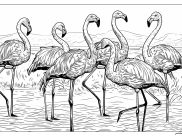 Coloriages Flamants roses
