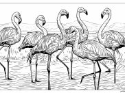 Coloriages de Flamants roses à imprimer pour adultes