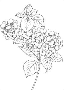 Coloriage de Fleurs et végétation à imprimer pour adultes : Fleurs & feuilles