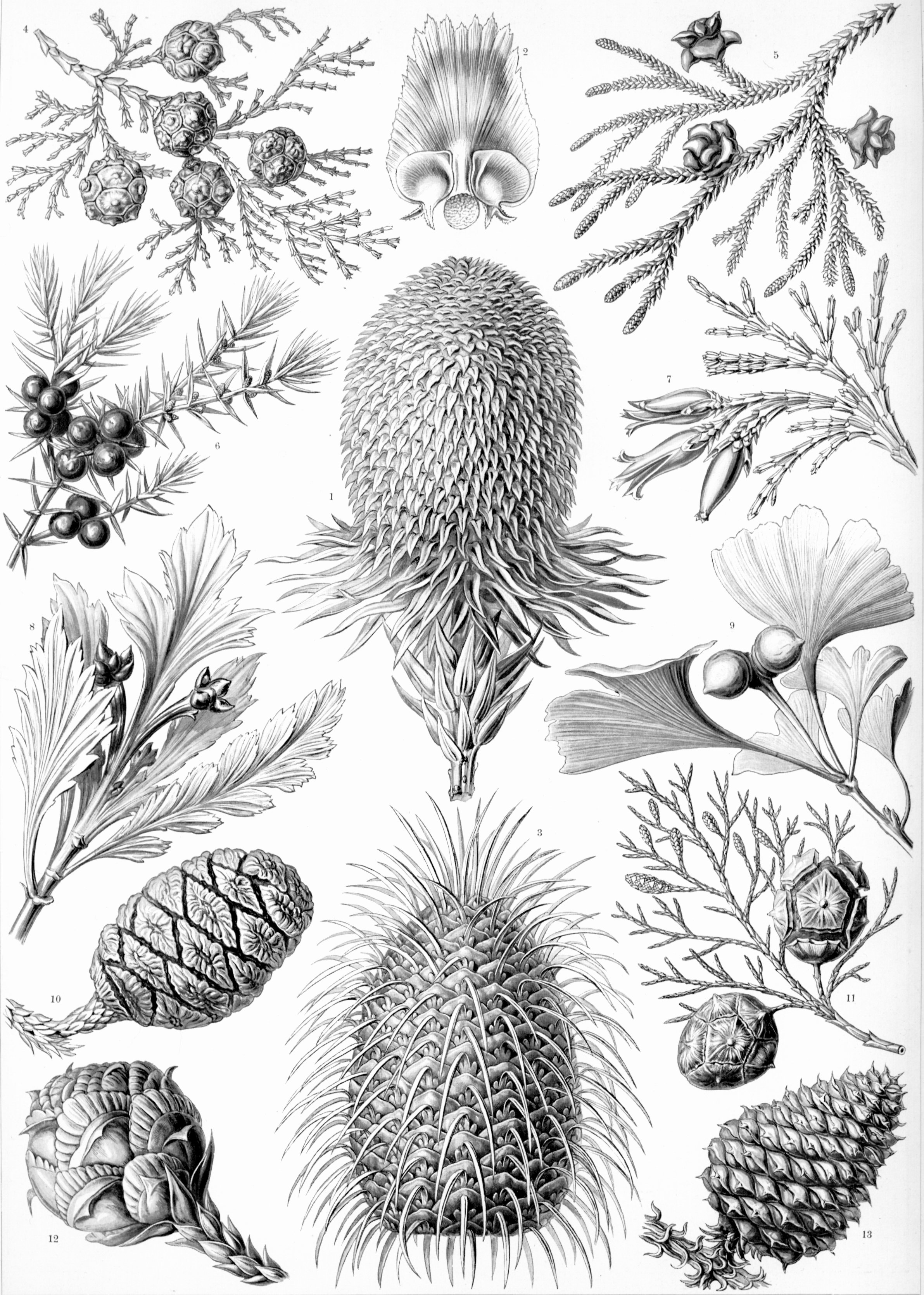 Pine cones. Kunstformen der Natur; select images. Scan of 2 d images in the public domain believed to be free to use without restriction in the US.