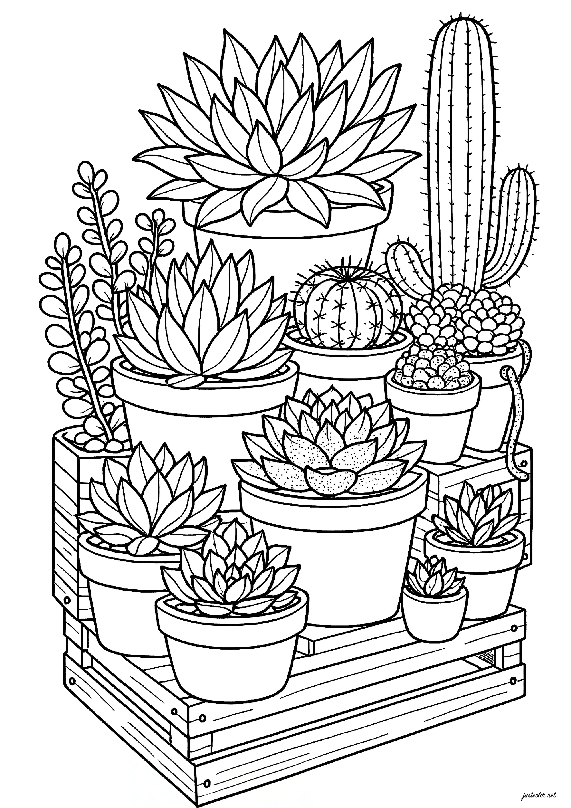 Divers cactus et plantes grasses (Coloriage de Fleurs et végétation à imprimer pour adultes)