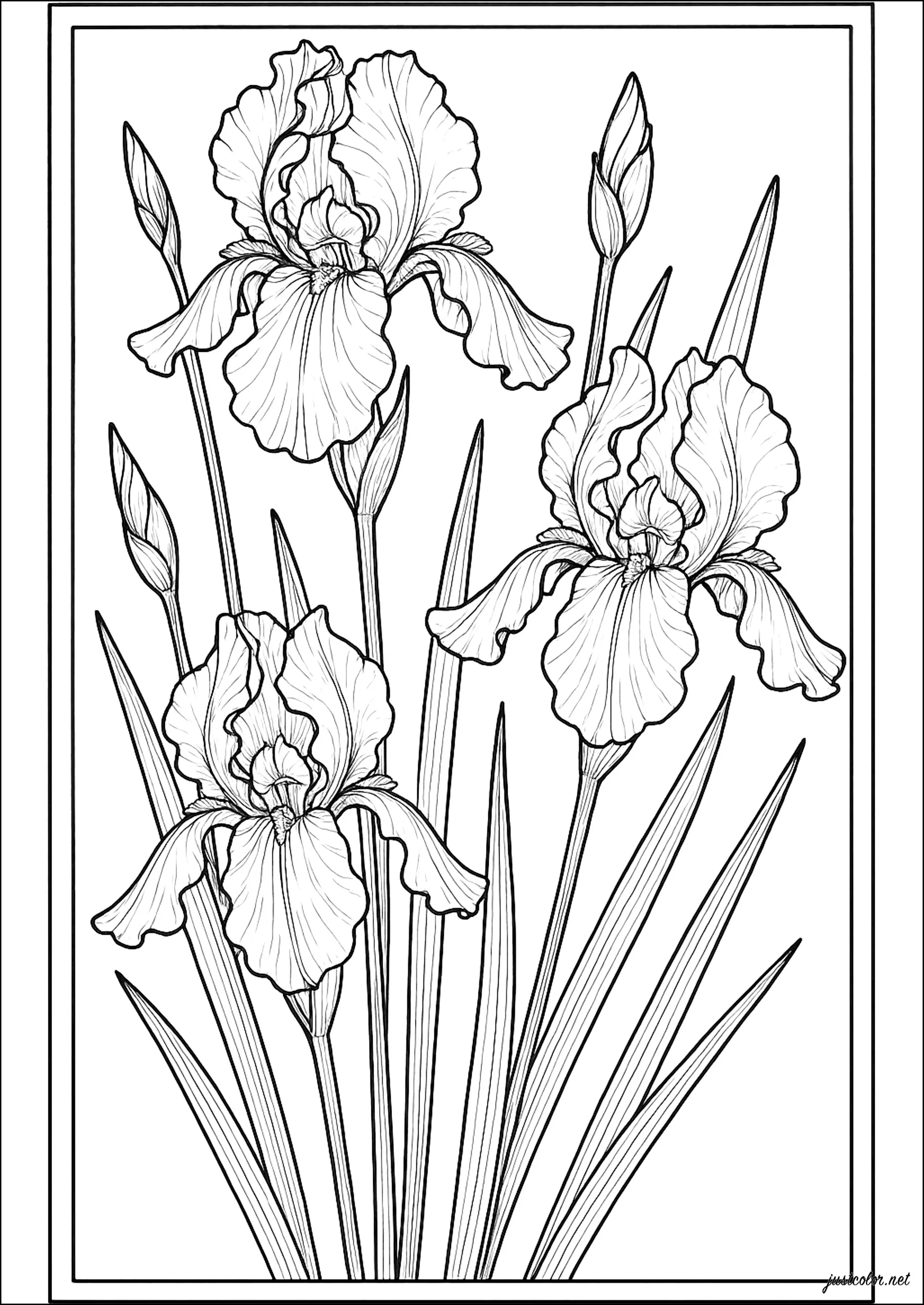 Élégance des fleurs délicates en harmonie (Coloriage de Fleurs et végétation à imprimer pour adultes)