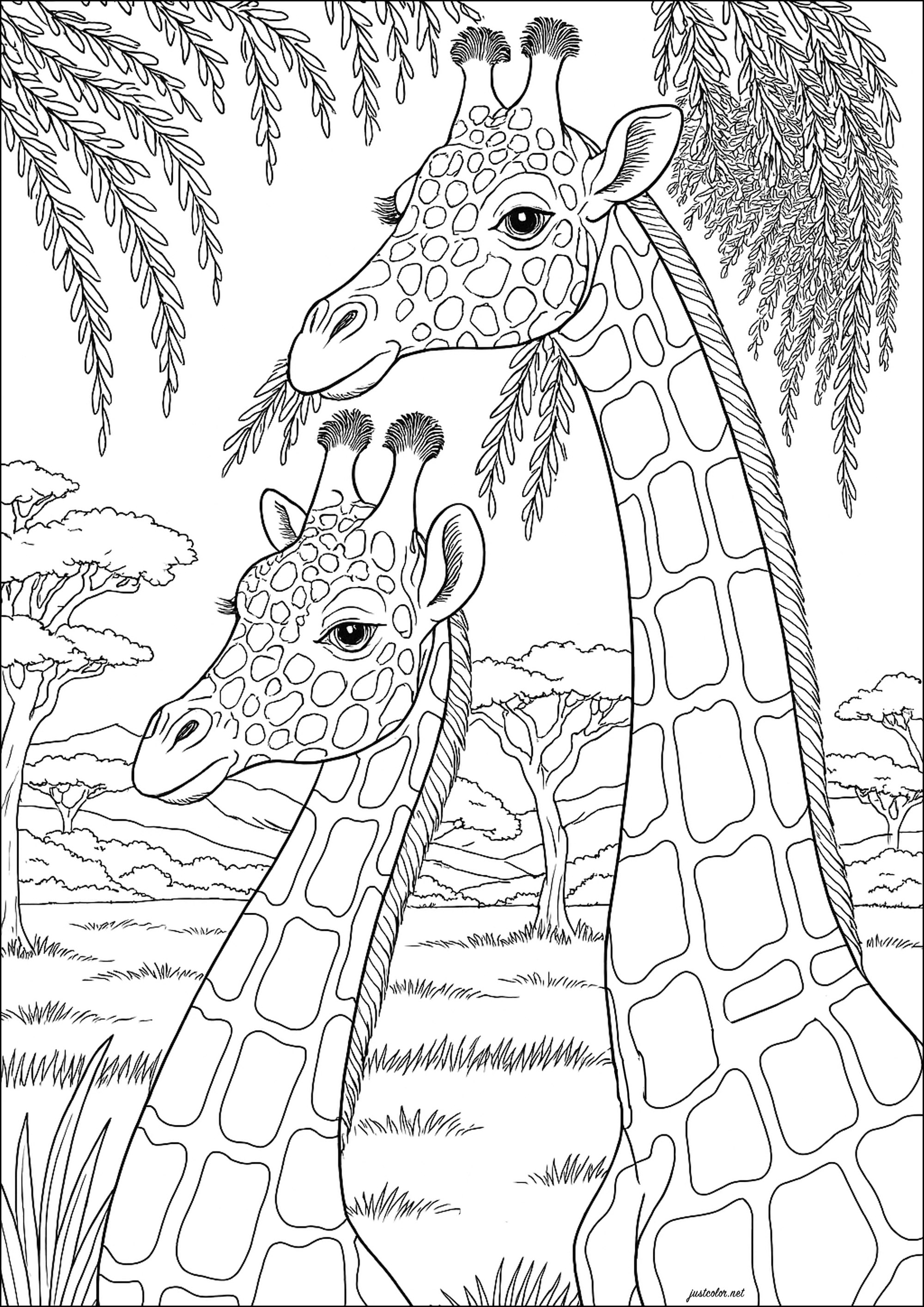 Deux magnifiques girafes regardent dans la même direction (Coloriage à imprimer pour adultes)