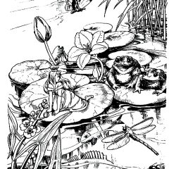 Coloriages de Grenouilles à imprimer pour adultes