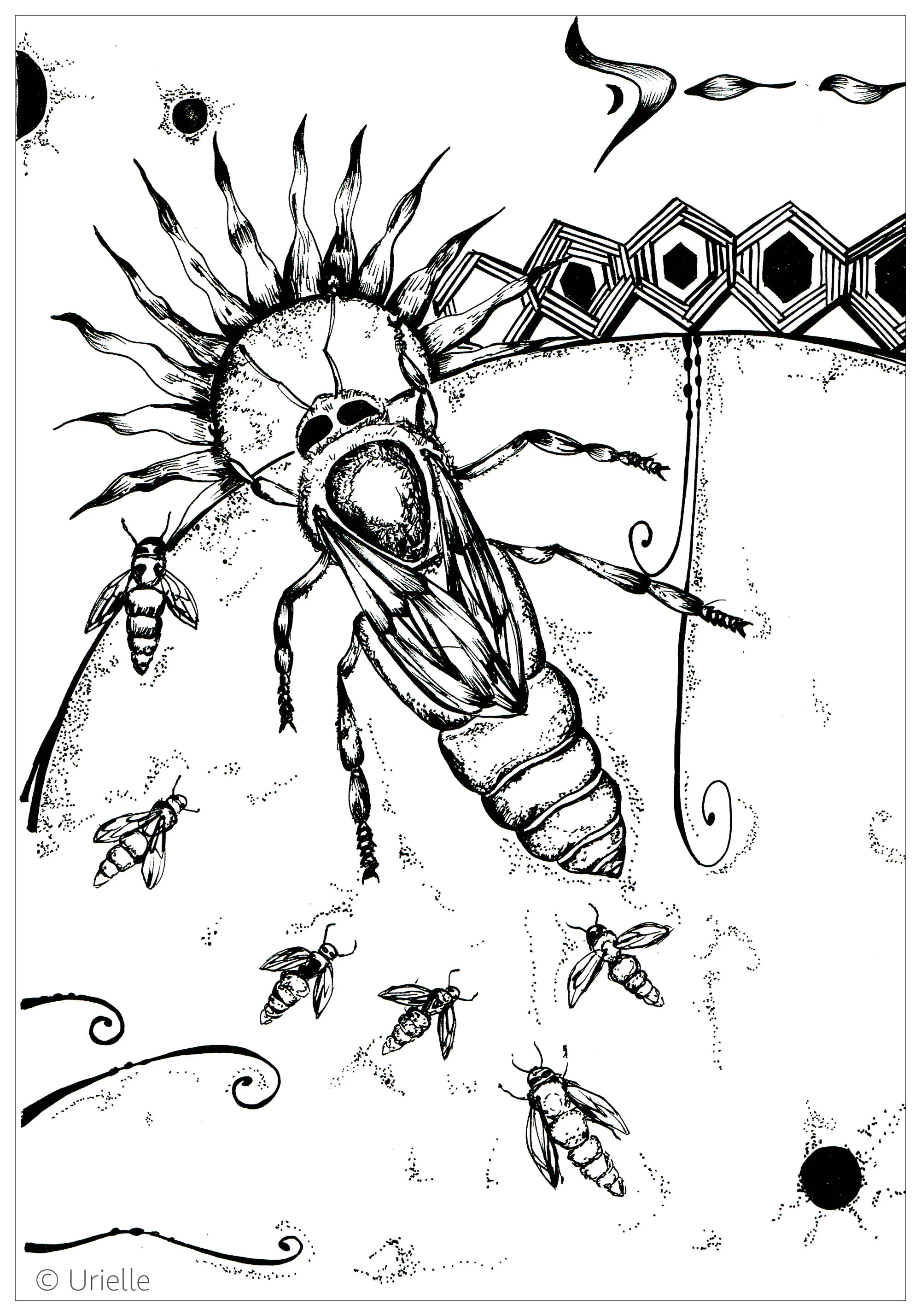 Abeille urielle (Coloriage de Papillons & insectes à imprimer pour adultes)