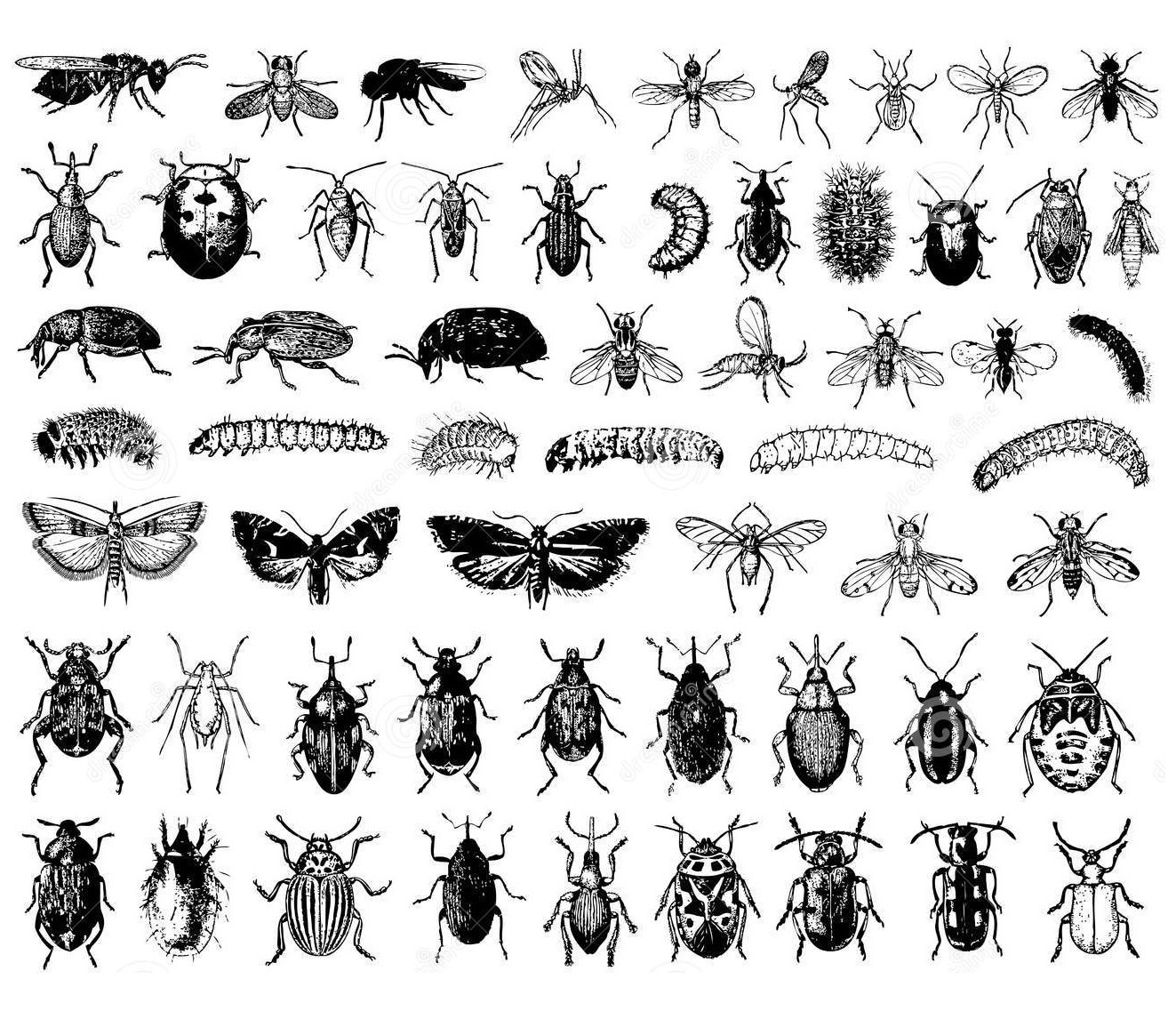 Une planche d'insectes, chacun d'entre eux peut être colorié