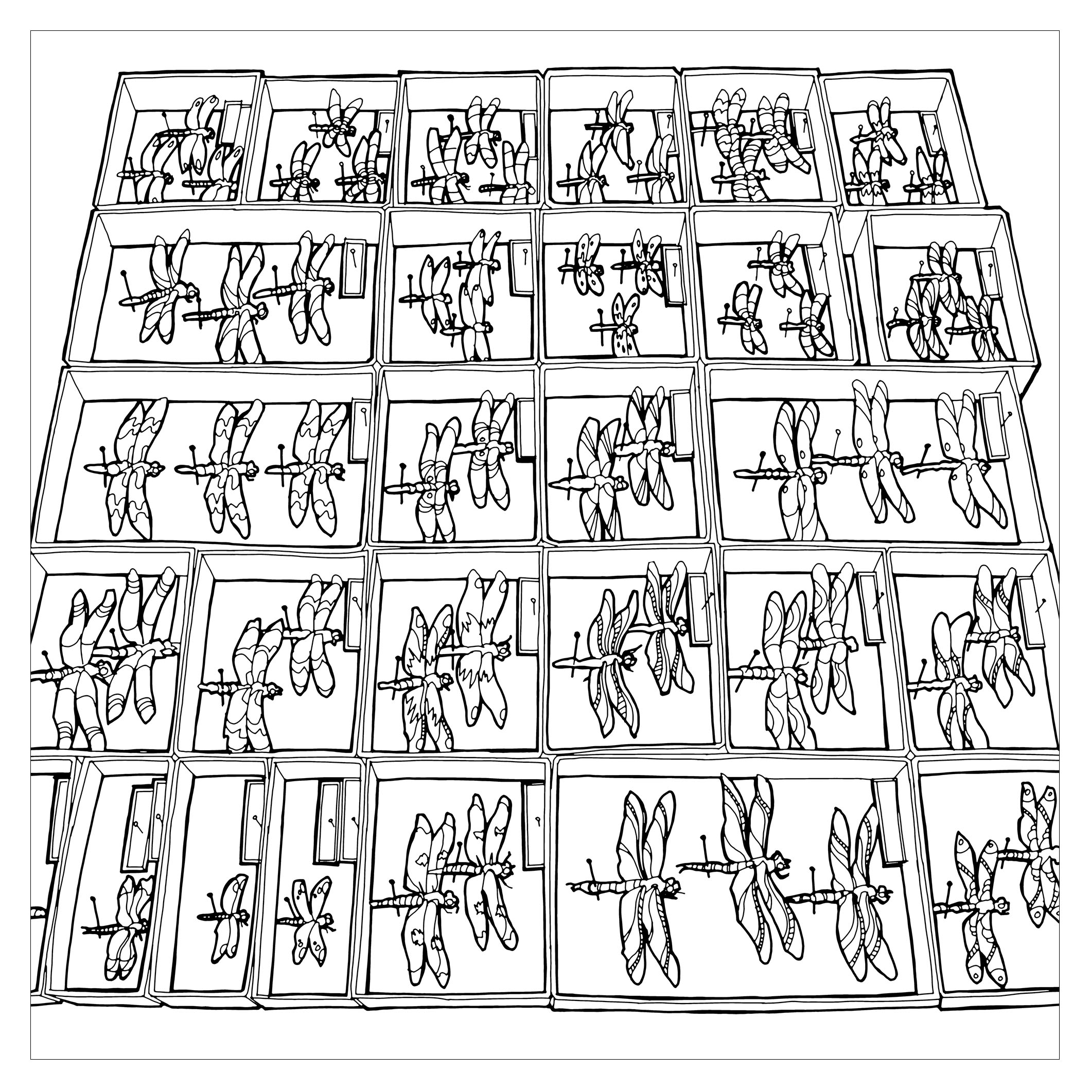 Boîte d'entomologie dans laquelle sont conservées et présentées des libellules de plusieurs tailles, Artiste : Steve Mc. Donald