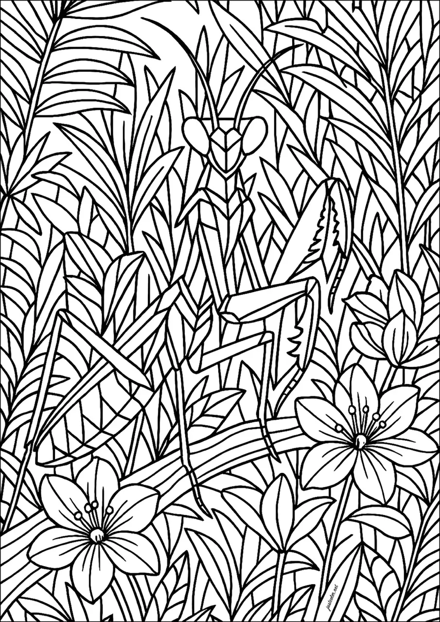 Mante religieuse avec traits épais (Coloriage de Papillons & insectes à imprimer pour adultes)