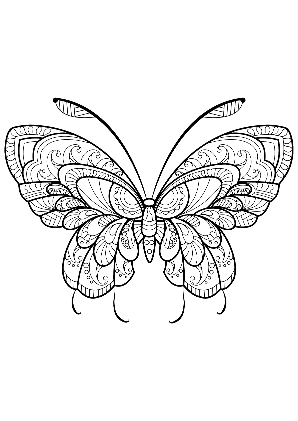 Coloriage d'un papillon avec des superbes motifs - 11