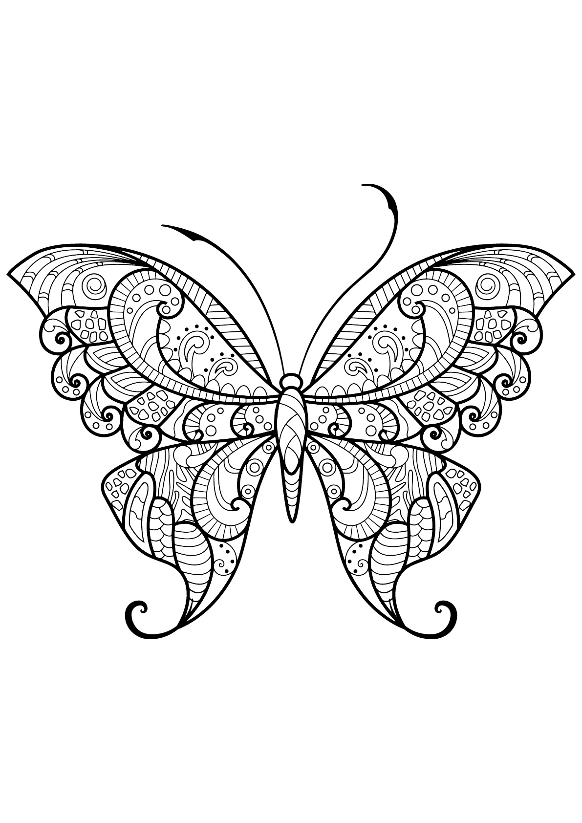 Coloriage d'un papillon avec des superbes motifs - 12