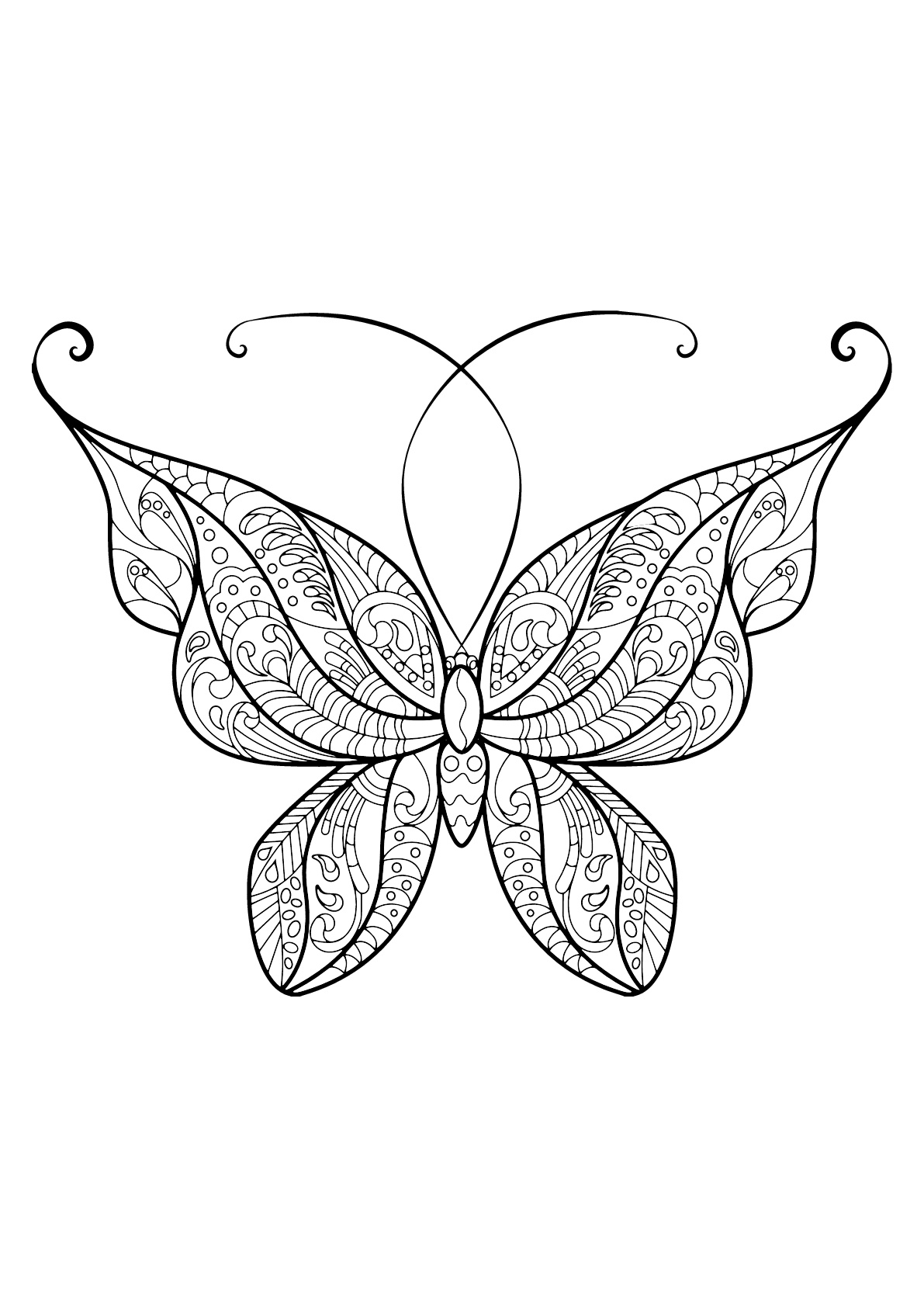 Coloriage d'un papillon avec des superbes motifs - 14