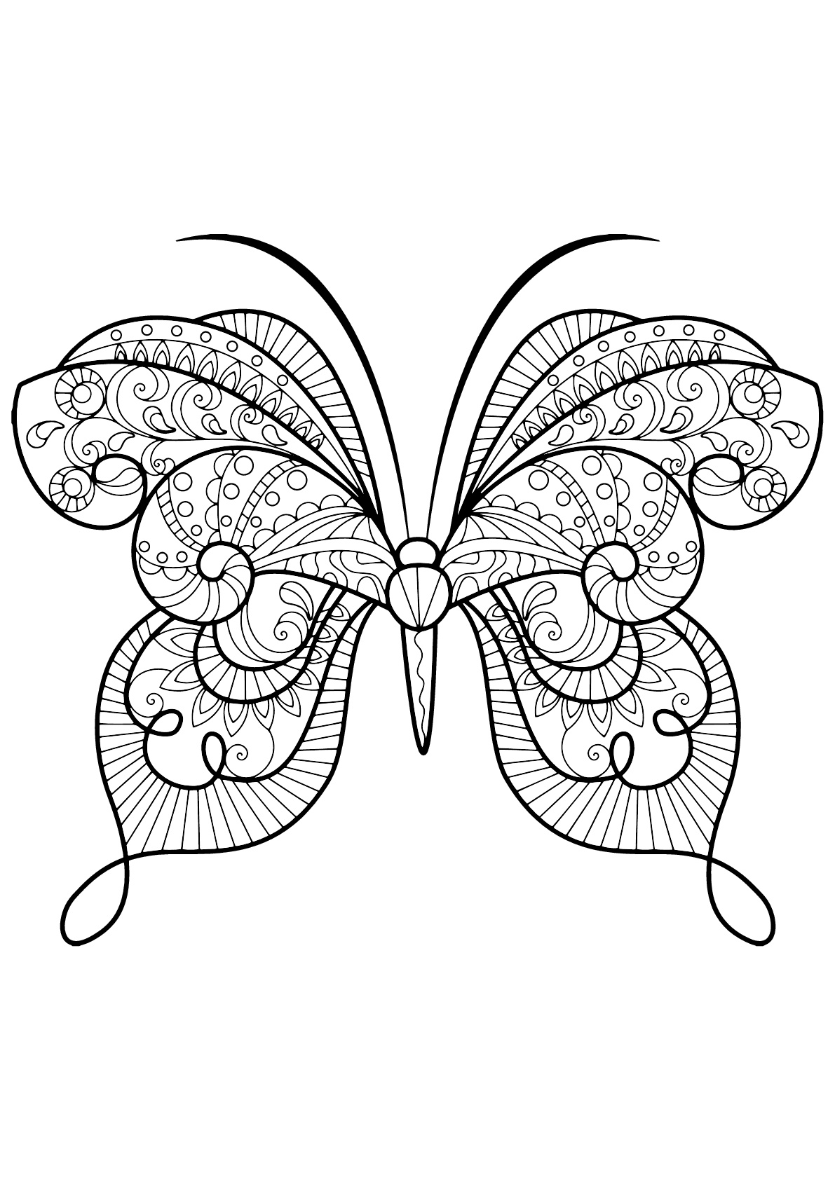 Coloriage d'un papillon avec des superbes motifs - 15