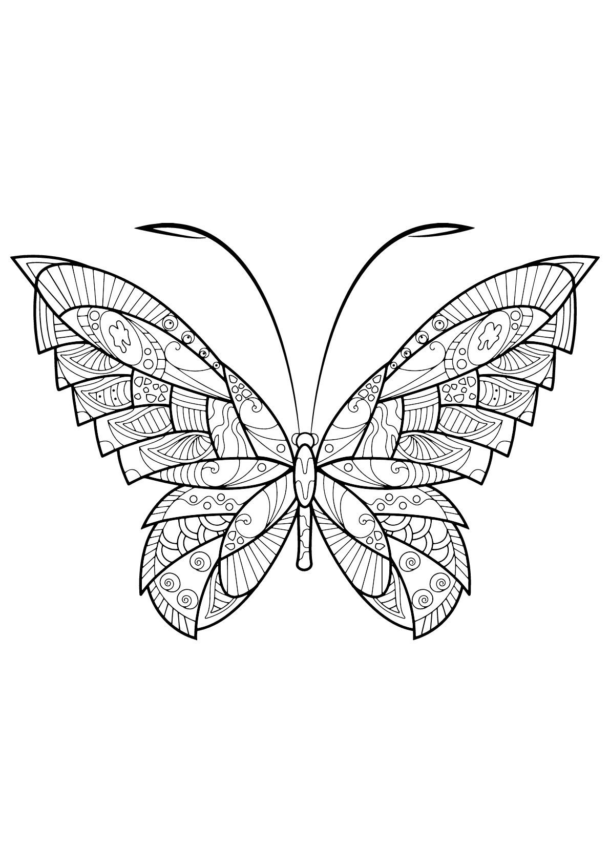 Coloriage d'un papillon avec des superbes motifs - 17