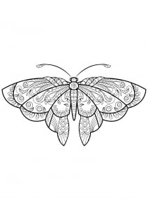 Coloriage d'un papillon avec des superbes motifs - 1 (Coloriage de Papillons & insectes)