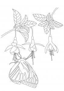 Papillon sous fleurs (Coloriage de Papillons & insectes)