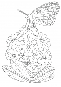 Coloriage papillon sur fleurs 2