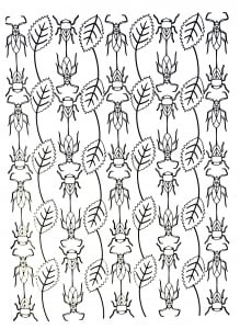 Feuilles et scarabées (Coloriage de Papillons & insectes)